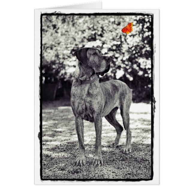 Brindel Dane Helia Hälsningskort (Framsidan)