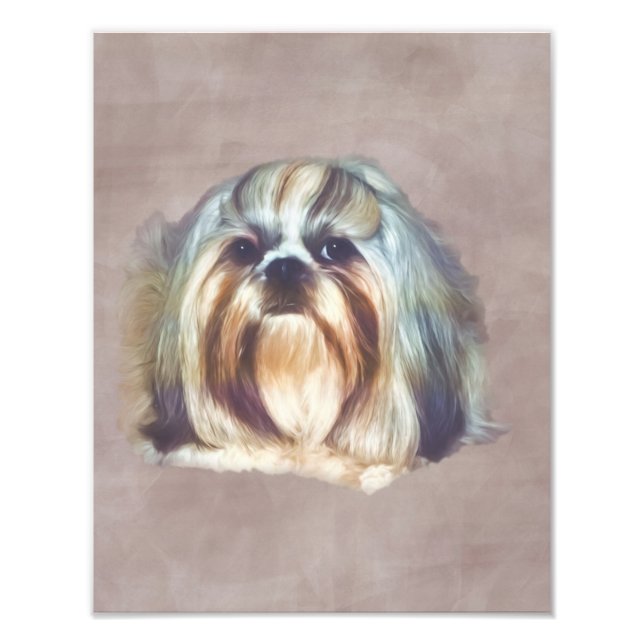 Brindle and White Shih Tzu Hund Fototryck (Framsidan)
