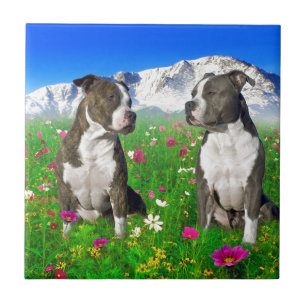 Brindle & blått Staffordshire & groptjurhundar Kakelplatta