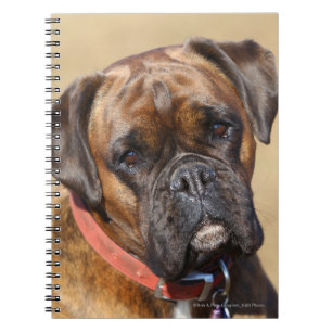 Brindle boxarehund anteckningsbok