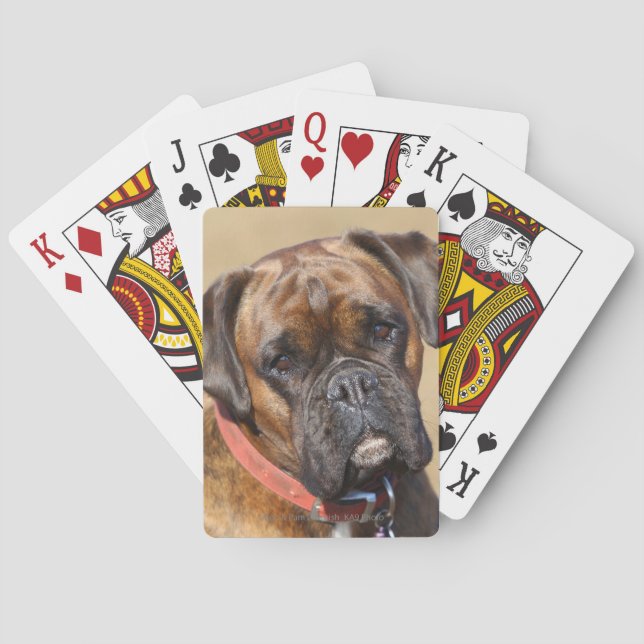 Brindle boxarehund casinokort (Baksidan)