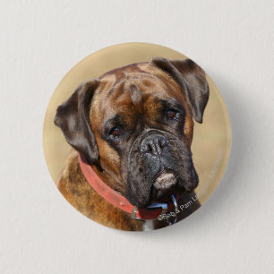 Brindle boxarehund knapp
