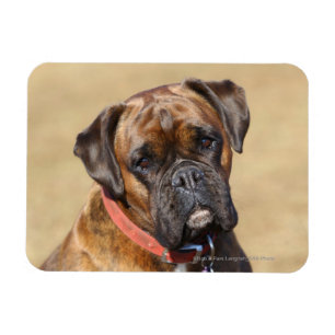 Brindle boxarehund magnet