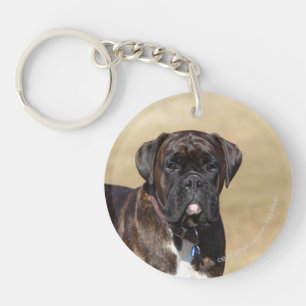 Brindle boxarehundanseende