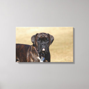 Brindle boxarehundanseende canvastryck