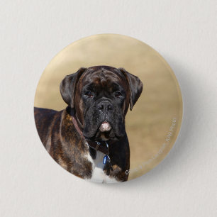 Brindle boxarehundanseende knapp