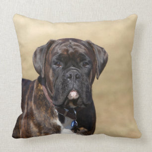 Brindle boxarehundanseende kudde