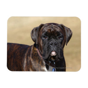Brindle boxarehundanseende magnet