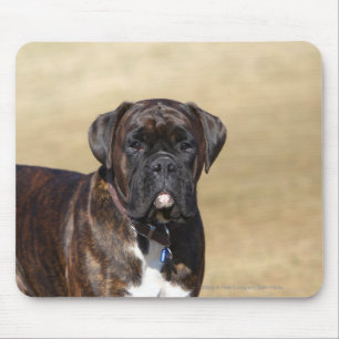 Brindle boxarehundanseende musmatta
