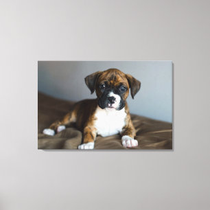 Brindle boxarevalp canvastryck