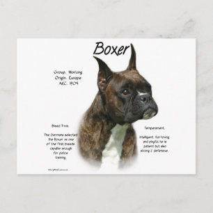 Brindle Boxer Historik Vykort