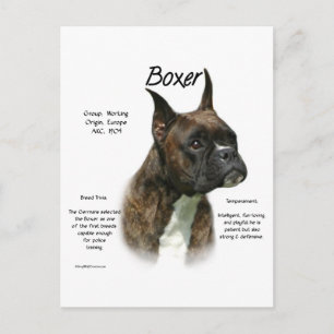 Brindle Boxer Historik Vykort