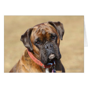 Brindle Boxer Hund Hälsningskort