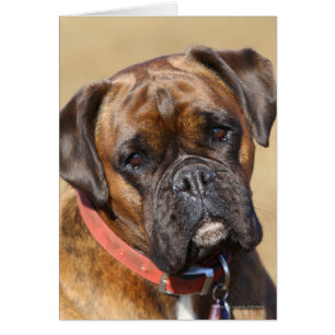 Brindle Boxer Hund Hälsningskort