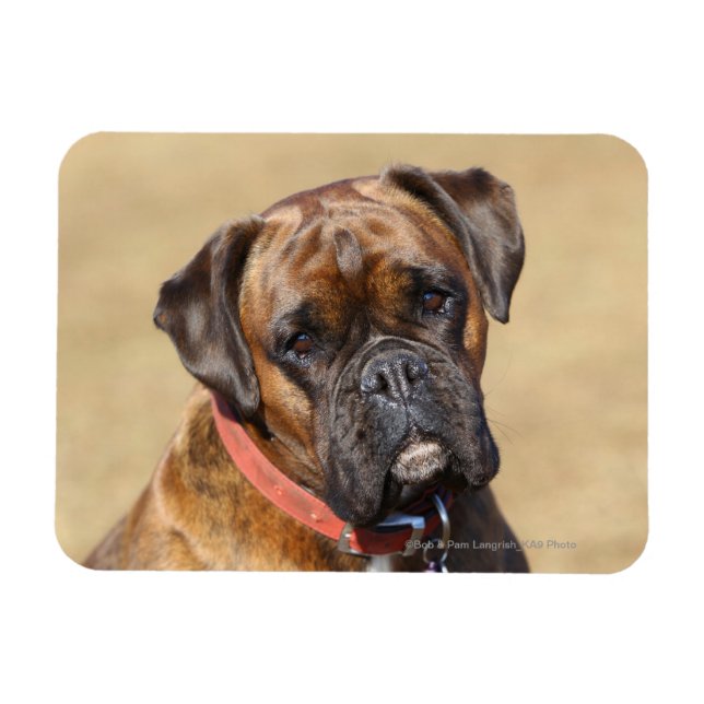 Brindle Boxer Hund Magnet (Horisontell)