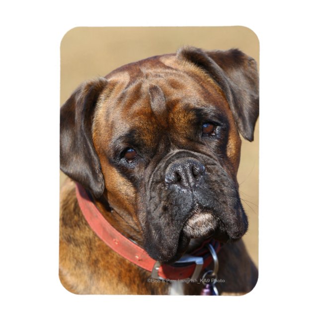 Brindle Boxer Hund Magnet (Vertikal)