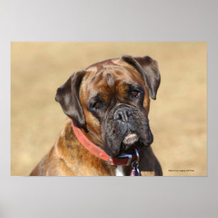 Brindle Boxer Hund Poster
