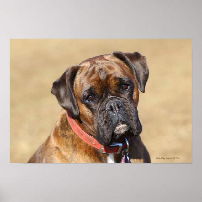 Brindle Boxer Hund Poster (Framsidan)
