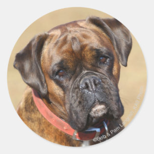 Brindle Boxer Hund Runt Klistermärke