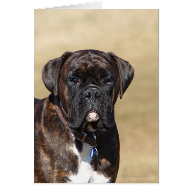 Brindle Boxer Hund Ständiga Hälsningskort (Framsidan)