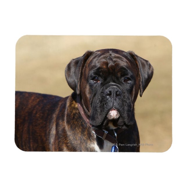 Brindle Boxer Hund Ständiga Magnet (Horisontell)
