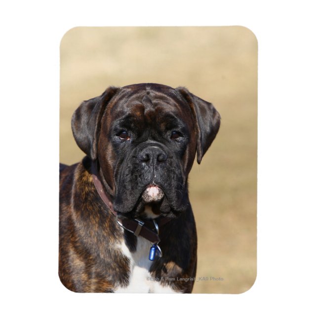 Brindle Boxer Hund Ständiga Magnet (Vertikal)