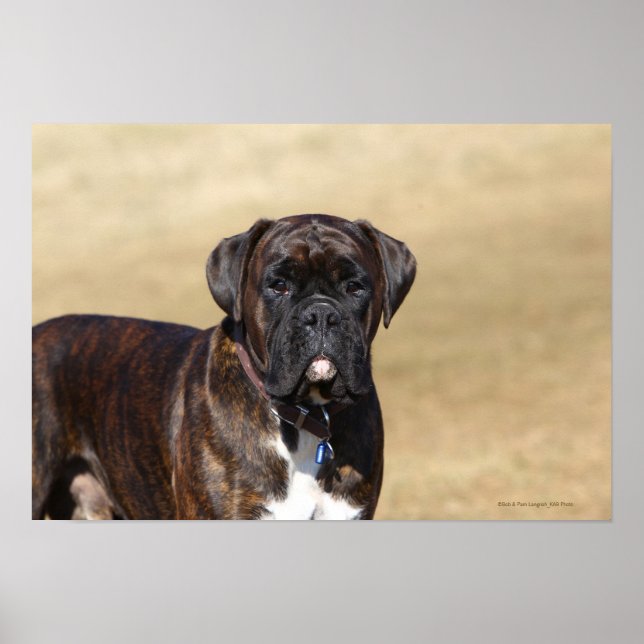 Brindle Boxer Hund Ständiga Poster (Framsidan)