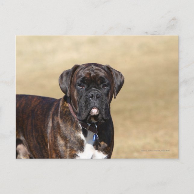 Brindle Boxer Hund Ständiga Vykort (Framsida)
