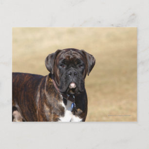 Brindle Boxer Hund Ständiga Vykort