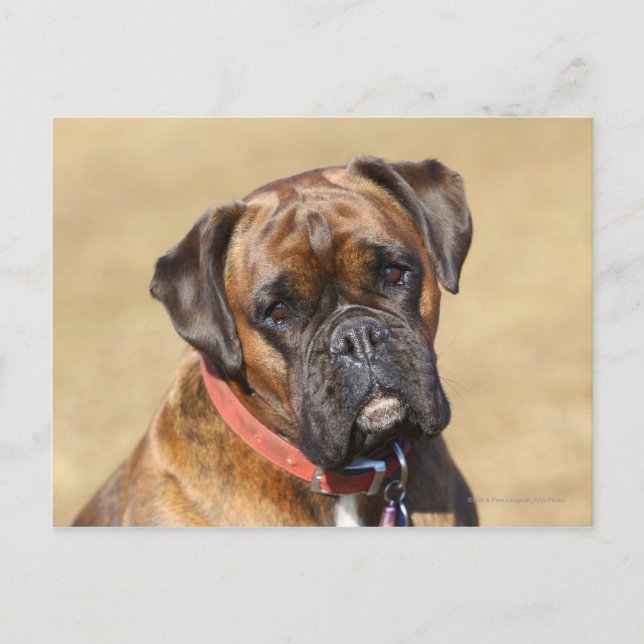 Brindle Boxer Hund Vykort (Framsida)