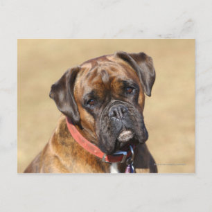 Brindle Boxer Hund Vykort