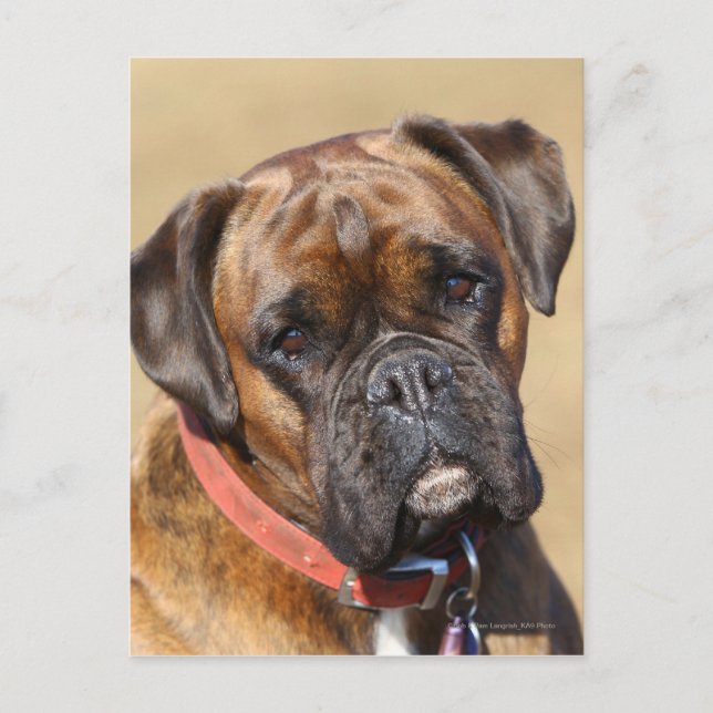 Brindle Boxer Hund Vykort (Framsida)