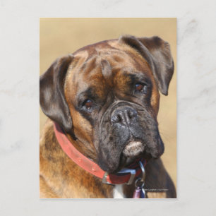 Brindle Boxer Hund Vykort