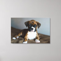 Brindle Boxer Puppy