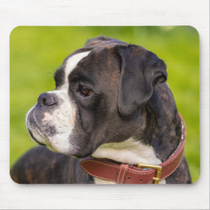 Brindle Boxer Puppy Hund Musmatta