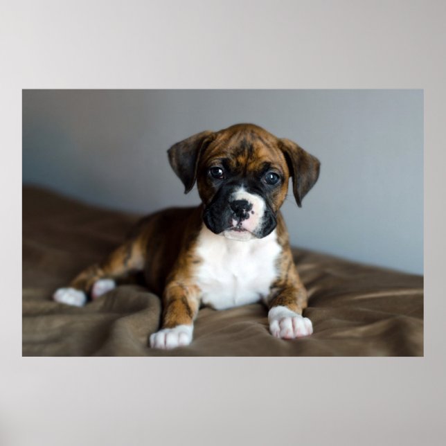 Brindle Boxer Puppy Poster (Framsidan)