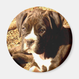 Brindle Boxer valp magnet