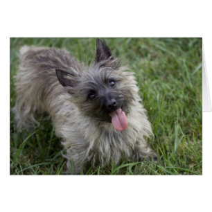 Brindle Cairn Terrier-kort Hälsningskort