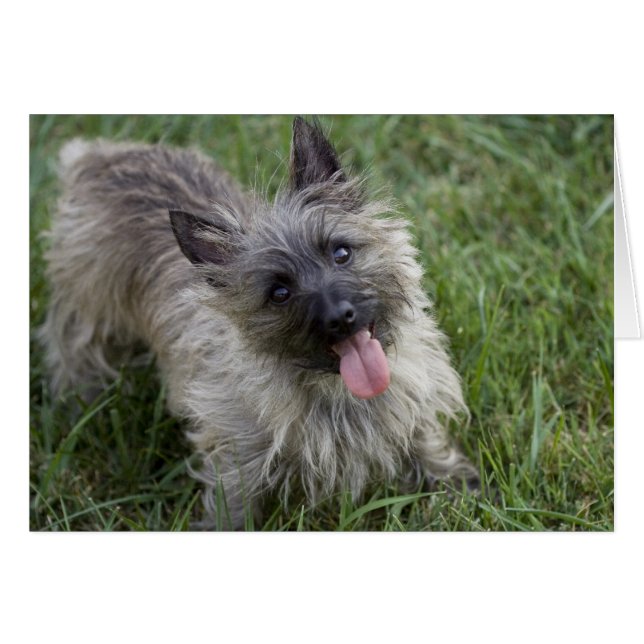 Brindle Cairn Terrier-kort Hälsningskort (Framsidan Horizontal)