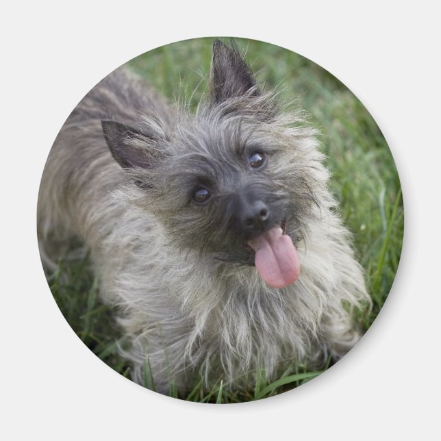 Brindle Cairn Terrier Magnet (Framsidan)