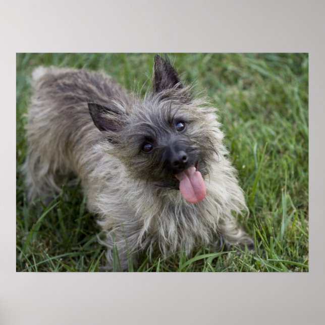 Brindle Cairn Terrier Poster (Framsidan)