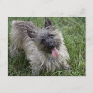 Brindle Cairn Terrier-vykort Vykort