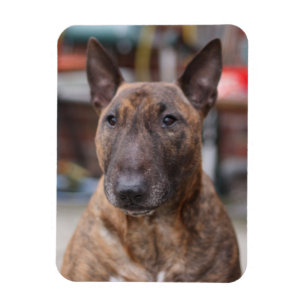 Brindle engelsk tjurTerriermagnet Magnet