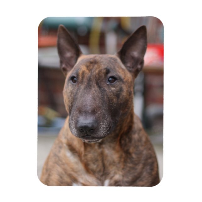 Brindle English Bull Terrier Magnet (Vertikal)
