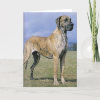 Brindle Great dane hälsningskort Kort