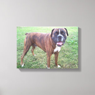 Brindle kanfas för vägg för boxarehundfoto canvastryck