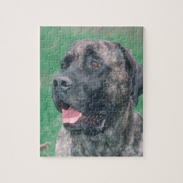 Brindle Masstiff hundpussel Pussel (Vertikal)