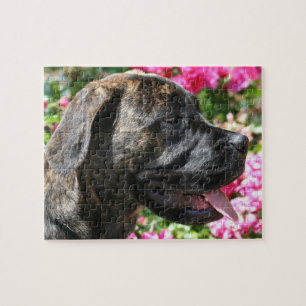 Brindle Mastiff Hund Pussel