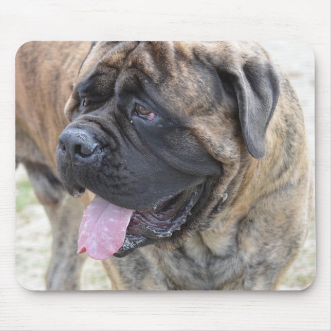Brindle Mastiff Musmatta (Framsidan)