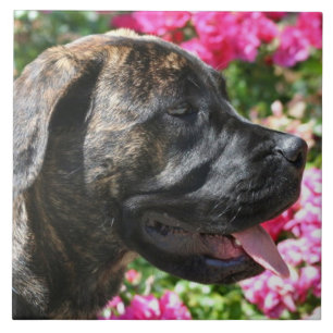Brindle Mastiffhund Kakelplatta